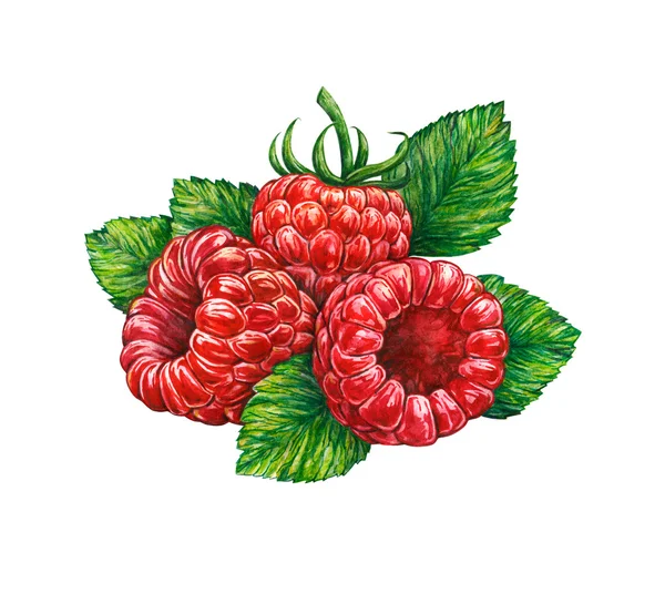 Great illustration of raspberry isolated on white background. — Stock Photo, Image