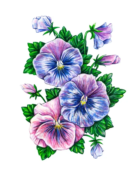 Viola üç renkli. — Stok fotoğraf
