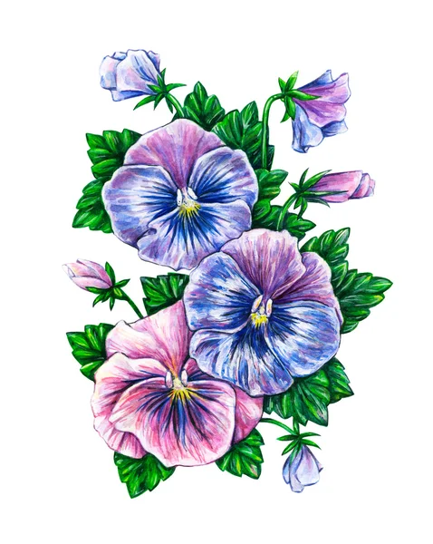 Viola üç renkli.