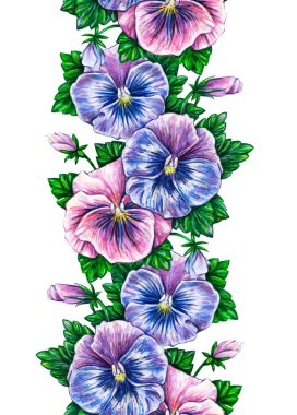 Viola tricolor. Sulu Boya renkli Hercai Menekşe çiçek Çizim.