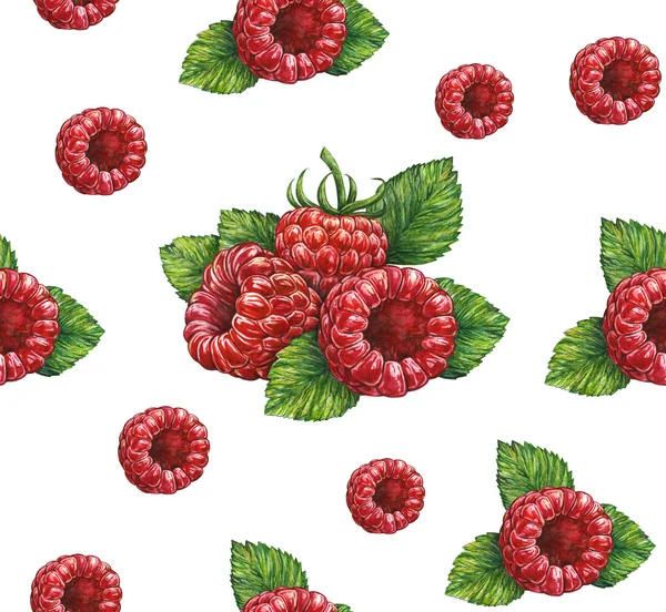 Great illustration of raspberry isolated on white background. Water color drawing of forest raspberry. — Stock Photo, Image