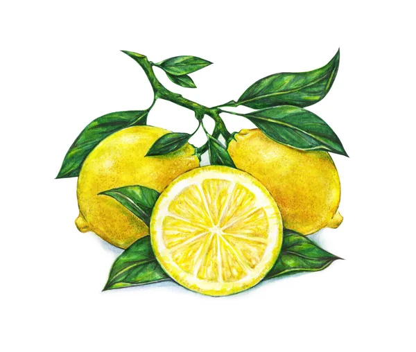 Beyaz arka plan üzerinde izole güzel sarı limon meyve büyük çizimi.