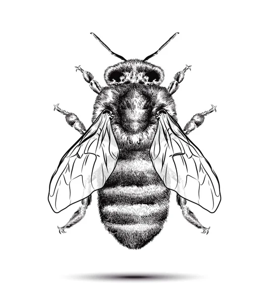 Realistische Biene auf weißem Hintergrund. grafische Zeichnung. — Stockvektor