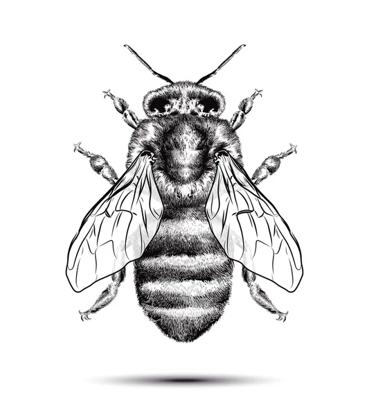 Abeille réaliste sur fond blanc. Dessin graphique . — Image vectorielle