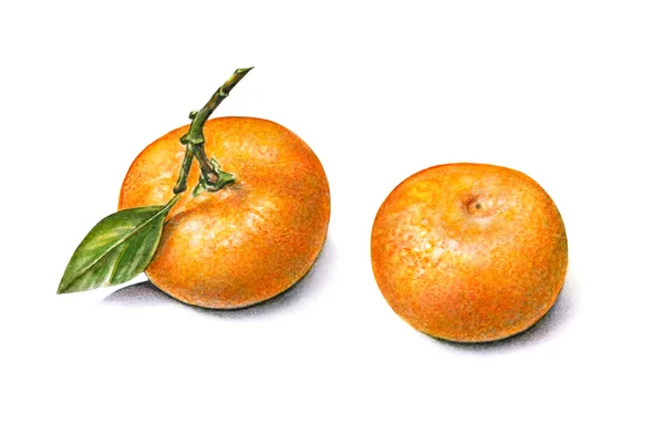 Сolor watercolor tangerines. — Stock Photo, Image