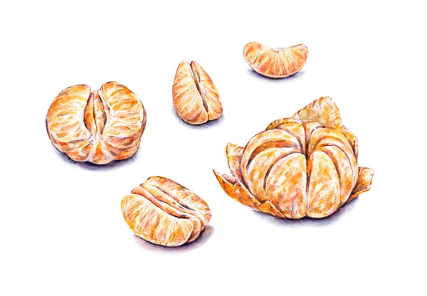 Rijp aquarel gepelde mandarijnen. Handwerk. Tropische vruchten. Gezonde voeding. — Stockfoto