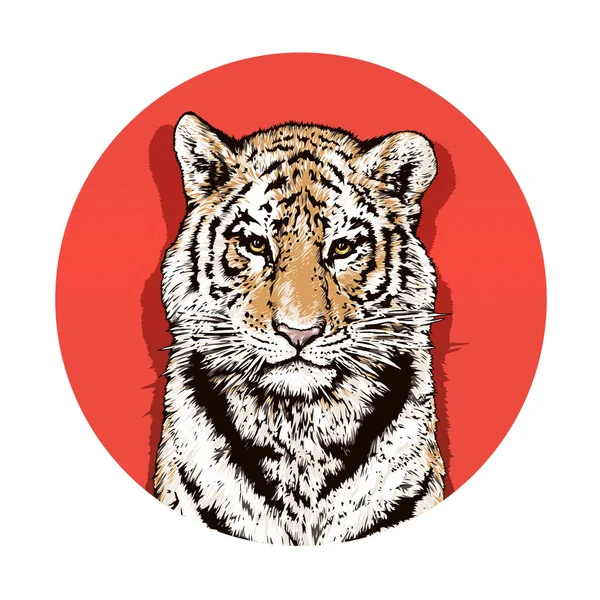 Graphic color drawing of a Bengal tiger. Wildlife. Big cat. Beautiful animal — Stock Photo, Image