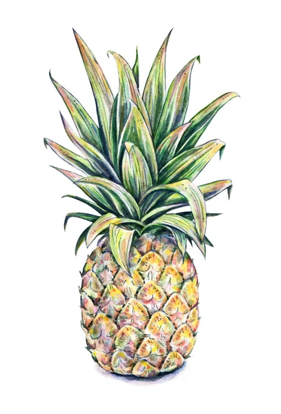 Ananas na bílém pozadí. Akvarel barevné ilustrace. Tropické ovoce. Ruční práce — Stock fotografie