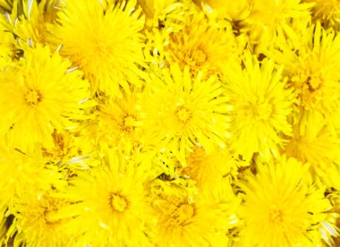 Karahindiba çiçek portre. Sarı çiçek arka plan. Yaz ruh hali