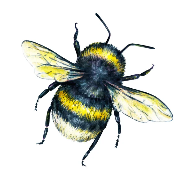 Hummel auf weißem Hintergrund. Aquarellzeichnung. Insektenkunst. Handarbeit. Ansicht von oben — Stockfoto