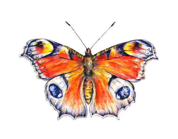 흰색 바탕에 공작 나비입니다. 수채화 도면입니다. 곤충 예술입니다. 수 세공 — 스톡 사진
