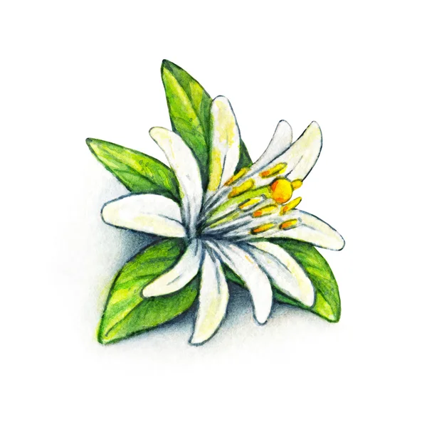 Flor branca fruta laranja com folhas verdes. Flor de laranjeira em um fundo branco. Laranja flor árvore handwork. Desenho aquarela — Fotografia de Stock