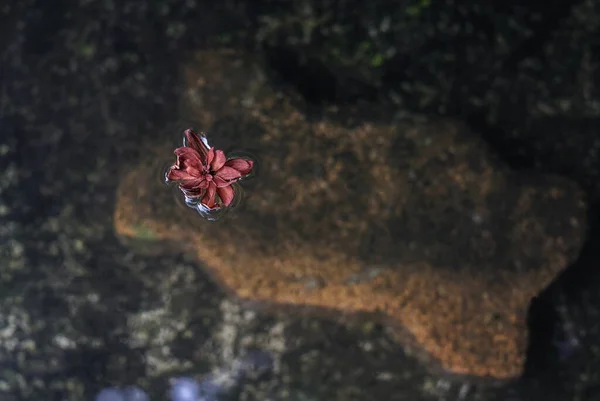 Kurak Bir Çiçek Gölette Suya Düşer — Stok fotoğraf