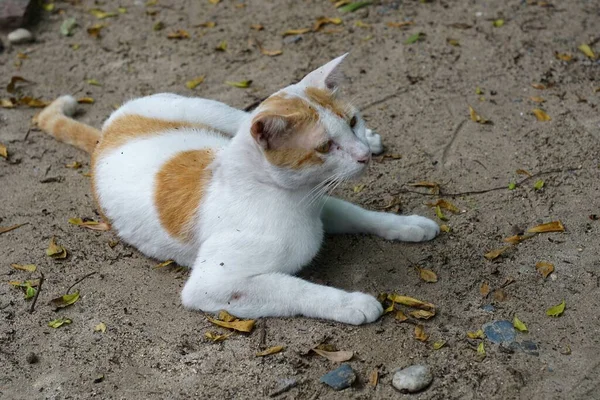 猫は地面に静かに孤独です — ストック写真