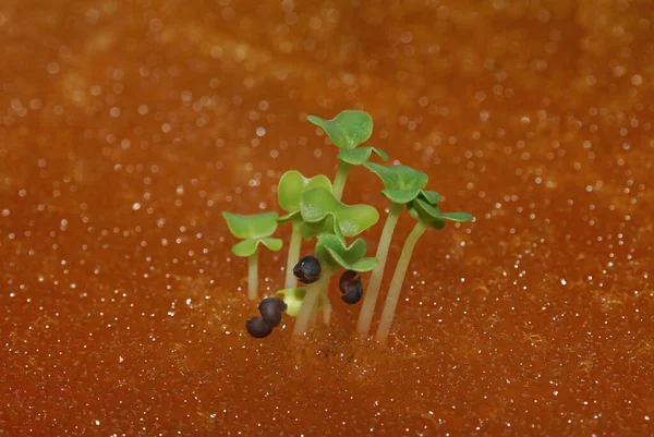 Kabarcıklarında Filizlenen Sebzeler Yetişiyordu — Stok fotoğraf