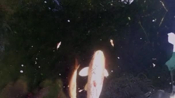 Bahçedeki Havuzda Bir Sürü Balık Yüzüyordu — Stok video
