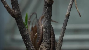 Bir salyangoz, bahçedeki bir bitkinin yapraklarını yedikten sonra ağacı deviriyordu..