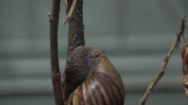 Bir salyangoz ağaca tırmanırken kafasını kaldırıyordu..