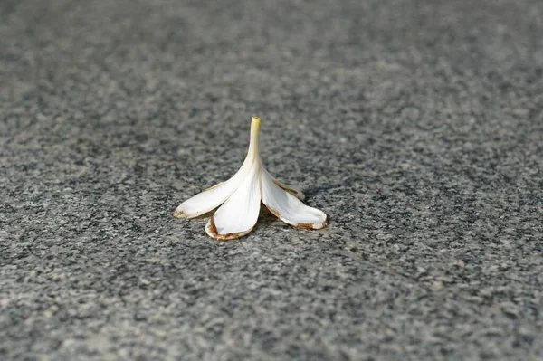 Een Witte Bloem Valt Het Terrein — Stockfoto