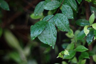 Yağmurdan sonra ağacın yapraklarında bir su
