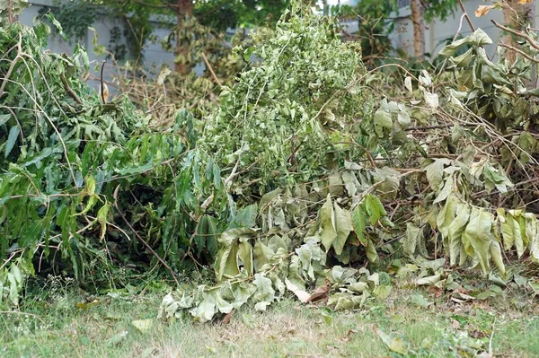 Een Stapel Van Gesneden Takken Grond Het Park Stockafbeelding