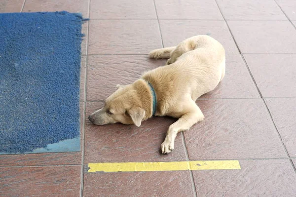 Brown Dog Sleeping Walk Way — Stock Photo, Image