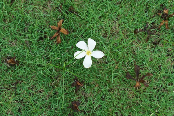 Yeşil Çimenlikteki Solmuş Çiçeklerin Arasında Beyaz Bir Çiçek — Stok fotoğraf