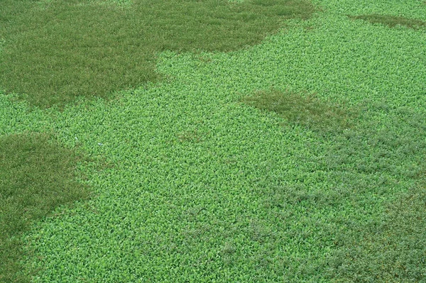 Ein Frischer Grüner Rasen Sumpf Nach Dem Regen — Stockfoto