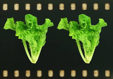 Film üssünde iki marul, organik sebze..