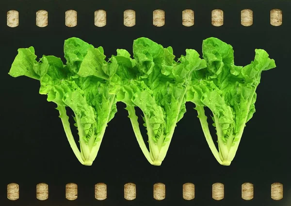 Třísalát Organická Zelenina Filmovém Podkladu — Stock fotografie