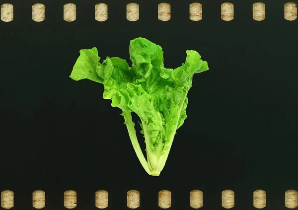 Jeden Salát Organická Zelenina Filmovém Podkladu — Stock fotografie