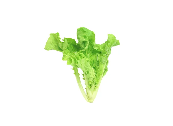 Ein Salat Bio Gemüseplatz Auf Weißem Hintergrund — Stockfoto