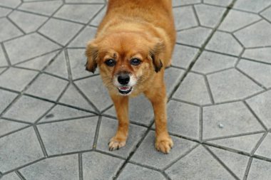 Genç kahverengi bir köpek ayakta duruyordu..