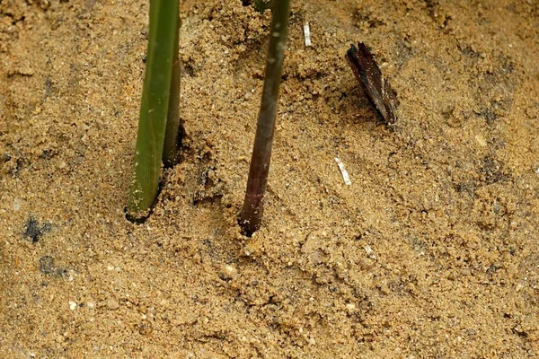 Ein Sand Auf Dem Baumpflanztopf Gerade Fertig — Stockfoto