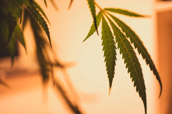 Ön planda marihuana yaprağı, bulanık arkaplan