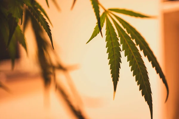 Ön planda marihuana yaprağı, bulanık arkaplan