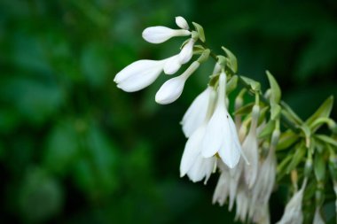 Uzatılmış beyaz ev sahipleri taze yeşilliklerin arasında zarafetle asılı duruyor..