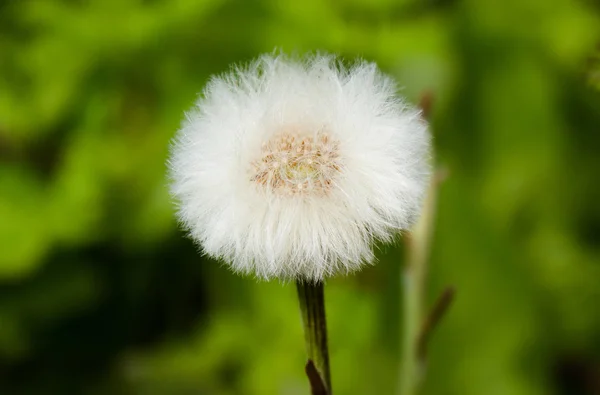 Paardebloem — Stockfoto