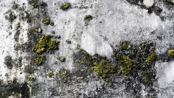 Grunge texture della parete con muschio — Foto Stock