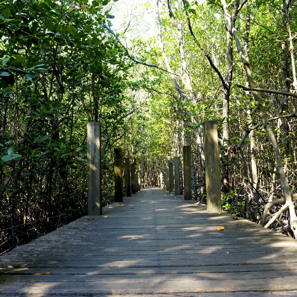 Forest mangrove and the walkway wormeye — Stock Photo, Image