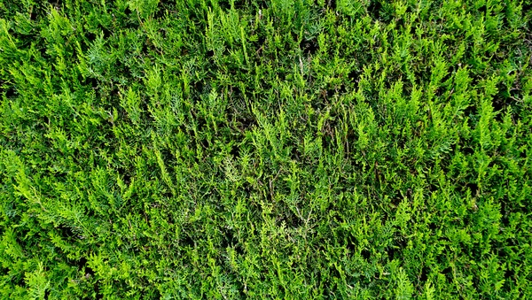 Płot roślina zielony poziomy — Zdjęcie stockowe