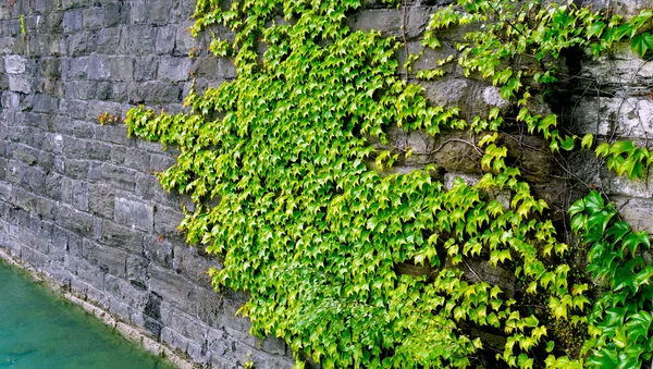 Zöld növény a stone panelen vízszintes — Stock Fotó