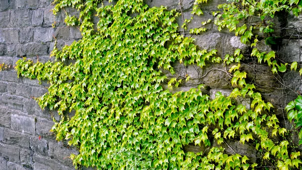 Fermer la plante verte sur panneau de pierre horizontale — Photo