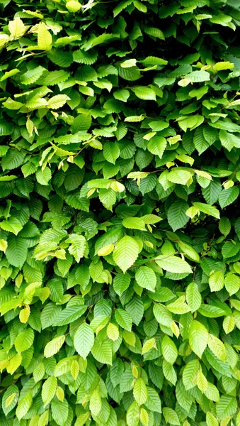 Zöld növény fal kerítés függőleges — Stock Fotó
