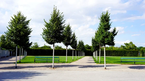 Groene bomen in de tuin — Stockfoto