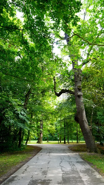 Boom in het park en de loopbrug verticale — Stockfoto