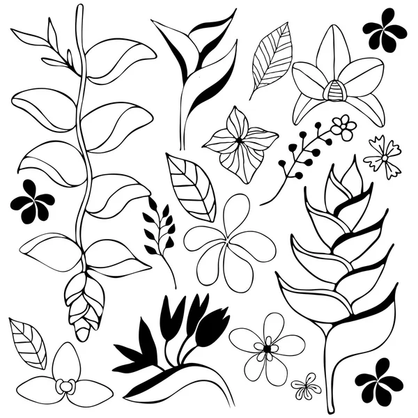 Desenho desenhado à mão flor tropical —  Vetores de Stock