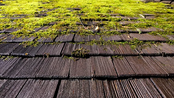 在屋顶上苔藓 — 图库照片