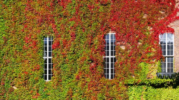 Pared verde horizontal en Cityhall —  Fotos de Stock