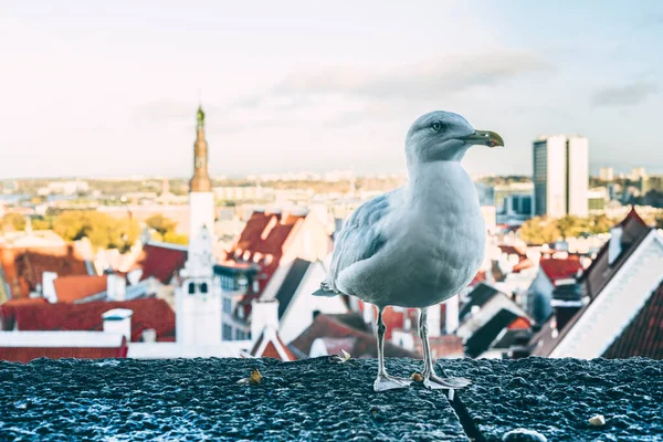 Tallinn 'in eski bir kasabasında bir martı taştan bir çitin üzerinde duruyor. Şehri yukarıdan görebilirsin.